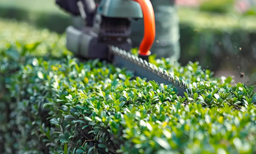 arbre après élagage professionnel
